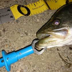 レバーブレーキ シーバス2匹目ゲット