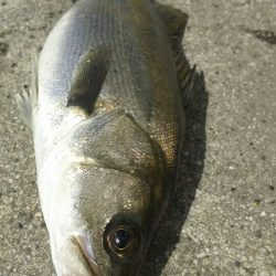 【苅田南港】春のシーバス調査