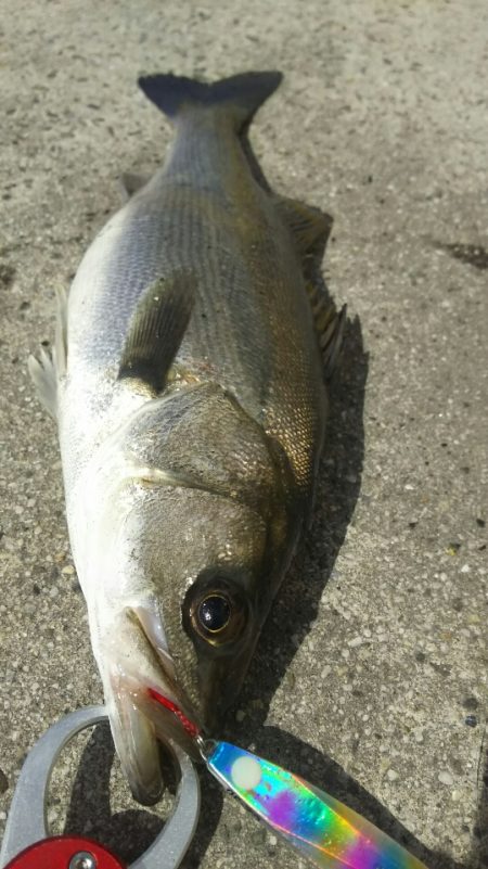【苅田南港】春のシーバス調査