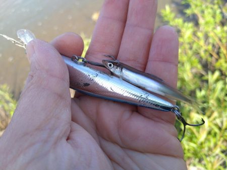 リバーシーバス