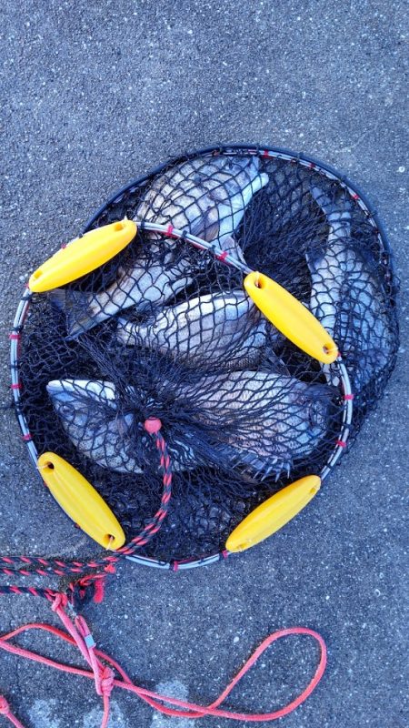 これは、、、始まってますなぁ