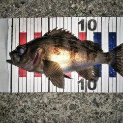 メバリングでチャリコ