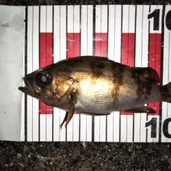 大きなメバルはどこへ？