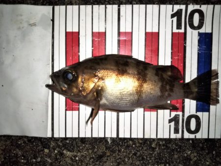 大きなメバルはどこへ？