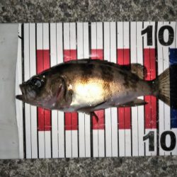 大きなメバルはどこへ？ part.Ⅱ