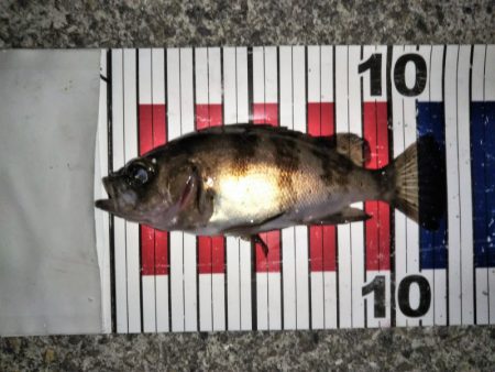 大きなメバルはどこへ？ part.Ⅱ