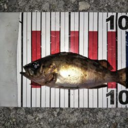 大きなメバルはどこへ？ part.Ⅲ