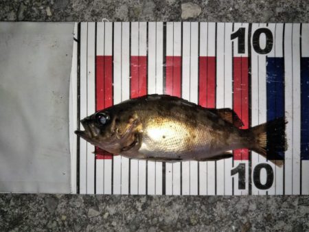 大きなメバルはどこへ？ part.Ⅲ