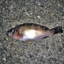 大きなメバルはどこへ？ part.Ⅳ