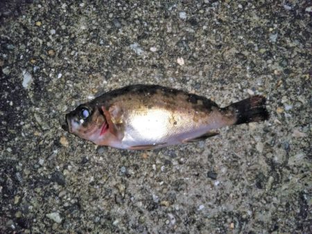 大きなメバルはどこへ？ part.Ⅳ