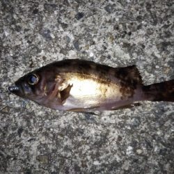 大きなメバルはどこへ？ partⅤ