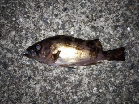 大きなメバルはどこへ？ partⅤ