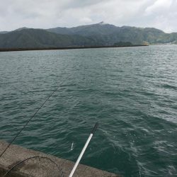 毎度です。情報と違いコウイカ渋かった～