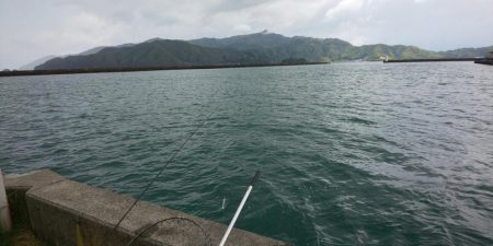 毎度です。情報と違いコウイカ渋かった～