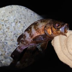 春のメバル釣り