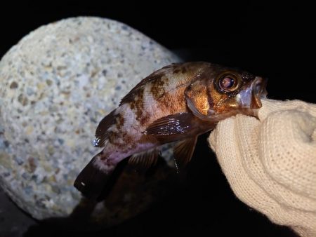 春のメバル釣り