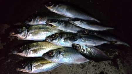 アジングで良型