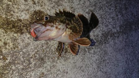 ガッシー連発そしてチヌ