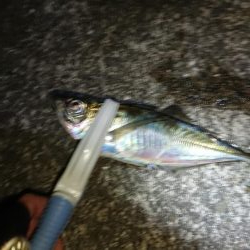 厳しい中アジゲット