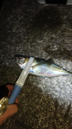 厳しい中アジゲット