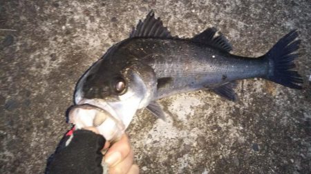 ぶらシーバス！！