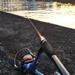 ぶらシーバス！！