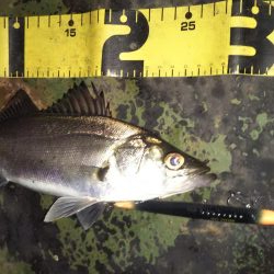 ぶらシーバス！！