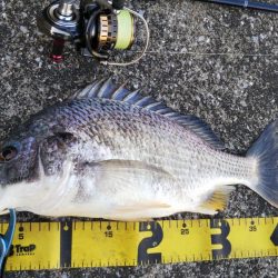 ぶらシーバス！！