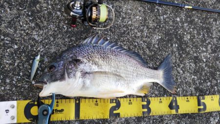 ぶらシーバス！！