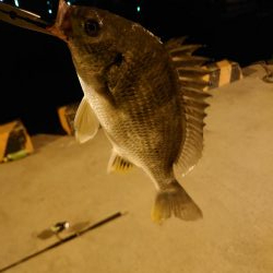 魚の引きを味わいたい釣行