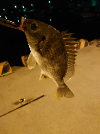 魚の引きを味わいたい釣行