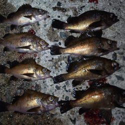 今年初めての場所で…