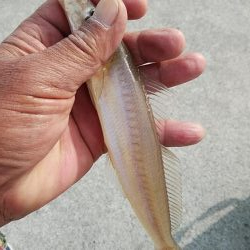 活性が上がらない播磨新島周辺のキス