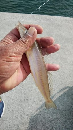 活性が上がらない播磨新島周辺のキス