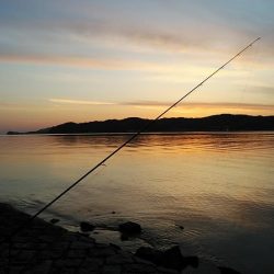 宮津のキス調査