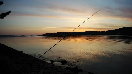 宮津のキス調査