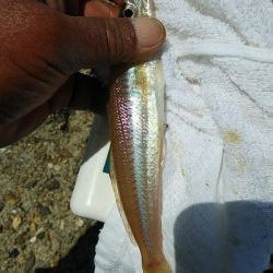 東二見西水路のキス調査