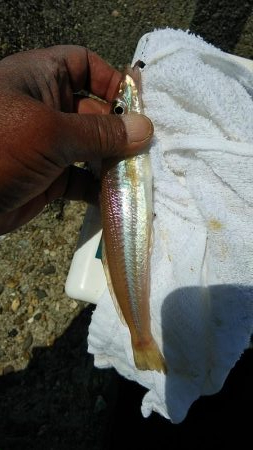 東二見西水路のキス調査