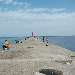 播磨新島のキス調査