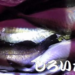 良いアジが釣れました。