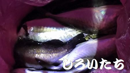 良いアジが釣れました。