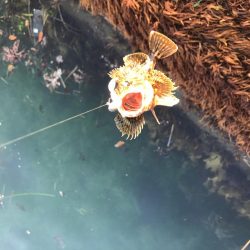 わかめが邪魔で