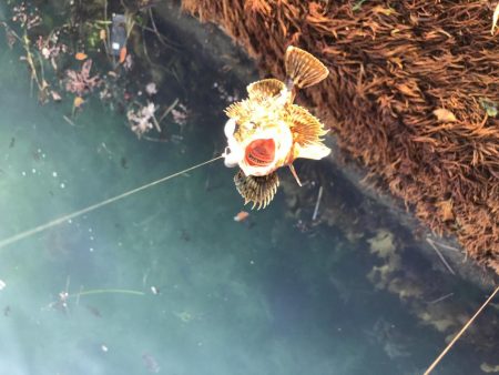 わかめが邪魔で