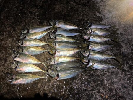 マアジ入れ食い