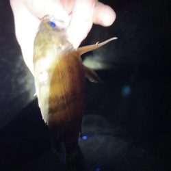 アジ・メバル探し