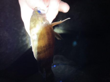 アジ・メバル探し