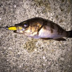 月明かりメバリング