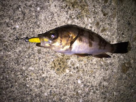 月明かりメバリング