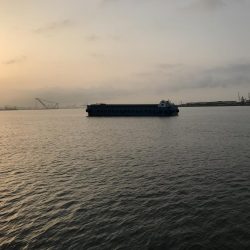 今年初のガシラ