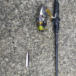 今年初シーバス